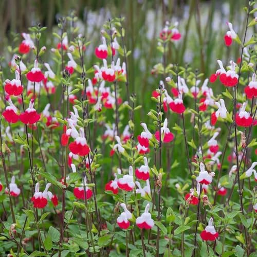 Semi di salvia, da balcone Salvia greggii, esotiche semi di farfalle giardino all'esterno resistenti per il giardino 450pcs
