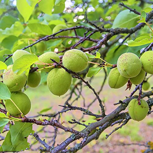 albaricoquero, de balcón sostenibles de jardín rocas con espaldera interior lugares 10semillas