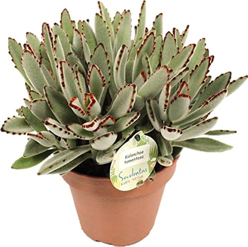 Kalanchoe Tomentosa | DECOALIVE | Suculenta | Crasa | Planta Panda