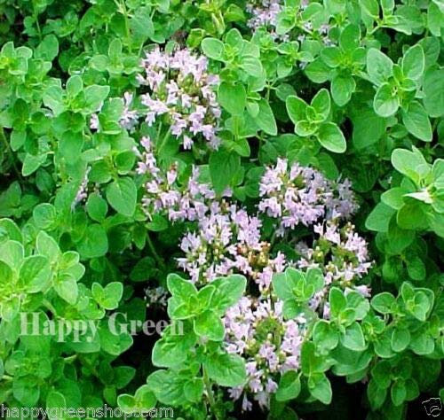 Semi freschi - Orégano Italiano Mejorana Silvestre - 50 semi - origanum vulgare:Semillas