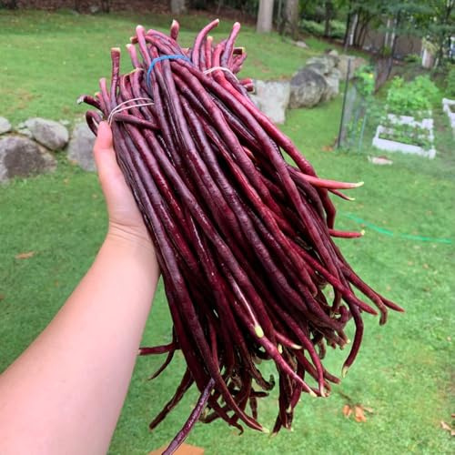semillas de frijol de jardín - variedades antiguas 20pcs