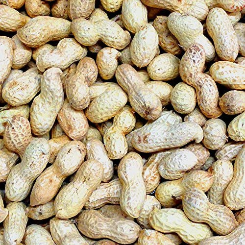 MONKEY NUTS Peanuts In Shell 2kg 1kg 500g 250g Parrot Hamster Squirrel Food Feed Treat (1kg)