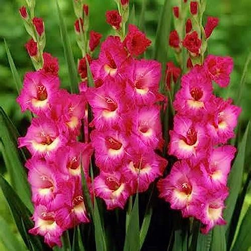 Gladiolus-Samen, 20 Stück Gladiolen-Samen, wunderschöne bezaubernde Gladiolen-ästhetische Blumensamen, Blumen-Obstbaum-Gemüsesamen Samen