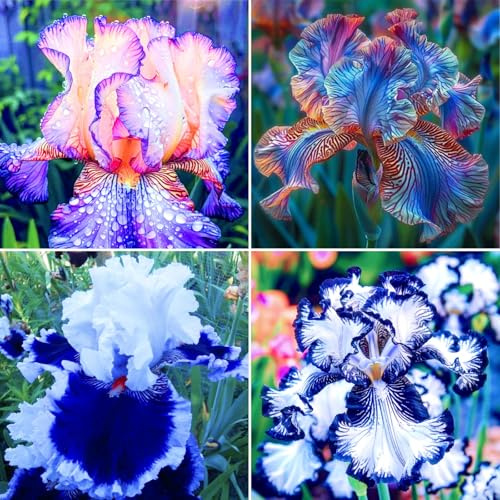 4Rizoma-I - Iris amante del sol para arriate y terraza, de larga floración y robusto