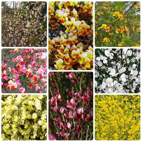 semillas de retama Decoraciones de jardín exteriores verano lugares soleados exótico balcón variedades antiguas del jardín ornamentales 600pcs