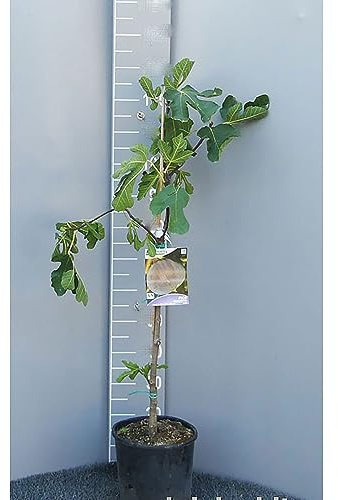 SAVINI VIVAI Planta Higuera, Plantas Frutales, Árbol en Maceta, 22-24 cm 2-3 años, Altura 130-150 cm