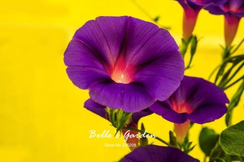 100 PC / semillas de la petunia bolsa, semillas de flores dobles pétalos de petunia, planta de los bonsai perenne para el jardín de 4