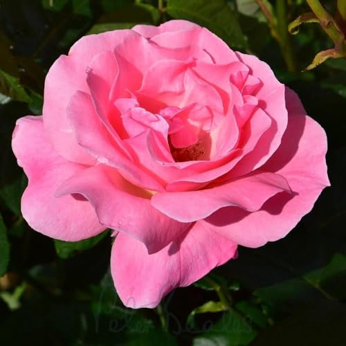 Peter Beales Queen Elizabeth Bush – Silver-Pink Double Blooms, 150cm x 75cm, Floribunda | Classic Royal Rose | Alternative to Catherine’s Rose | Chelsea Flower Show Style