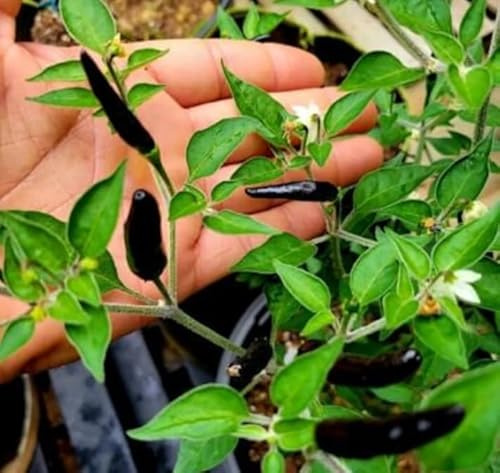 30 Semi di Peperoncino Acrata, Origine Messico, Piccantezza Media, Ideale per Salse Piccanti, pepper seeds