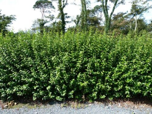 33 x Green Privet / Ligustrum Ovalfolium 30-50cm Tall in 9cm Pot