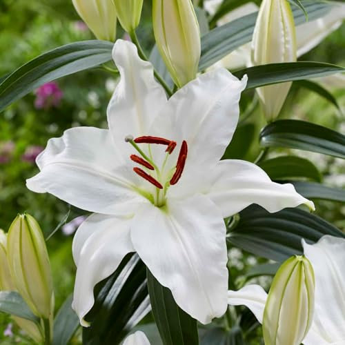 Carbeth Plants - 12 x Oriental Lily Snowy Mountain Summer Bulbs