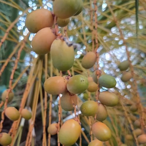 palma da datteri, di da decorazione giardino giardino roccioso resistenti al pieno sole in vaso rialzate balcone raro varietà biologiche tradizionali 50semi