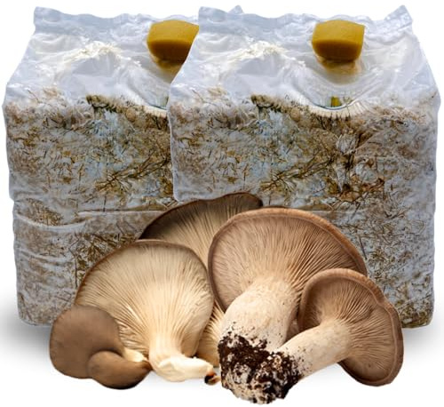 acquaverde | 2 Kit Coltivazione Funghi Cardoncelli, Pleutorus Eryngii, Fungo della Murgia Pugliese, Micelio selezionato di Prima Scelta, Ballette da 3 Kg
