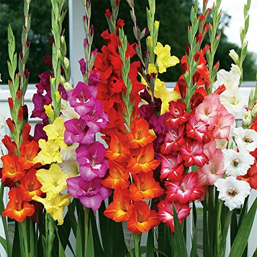 schone 6 x Xtra Large Gladioli Large Flowering Mixed – Perennial – Long-Lasting as Cut Flowers – Summer Flowering Bulbs – for Your Beautiful Garden, Pink