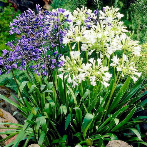 Collection d'Agapanthus africanus Bleu-Blanc Twister (4 Plantes) Véritables Plantes de Jardin Rustiques des Pays-Bas - Plantes Vivaces pour Pot et Jardin (pas de graines, non artificiels)