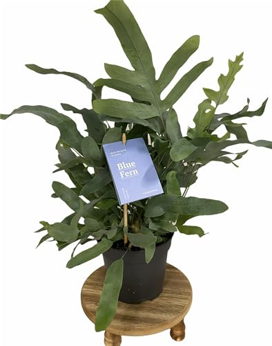 Helecho Plateado Natural Planta de Interior que Aporta Frescura al Hogar