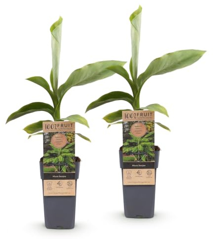 Green boutiQ - Obstpflanze - Musa Basjoo - Bananenbaum - Winterhart - Grün - 2 Pflanzen - Topf 15cm - Höhe 50cm