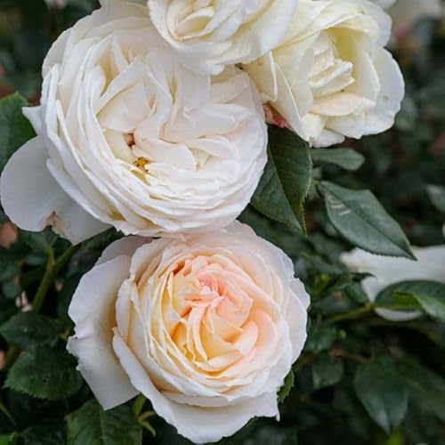AMDGarden Pianta Rosa Camille Claudel Meilland Profumata a Cespuglio per Esterni Vaso 19 cm Rosa Cipria Albicocca