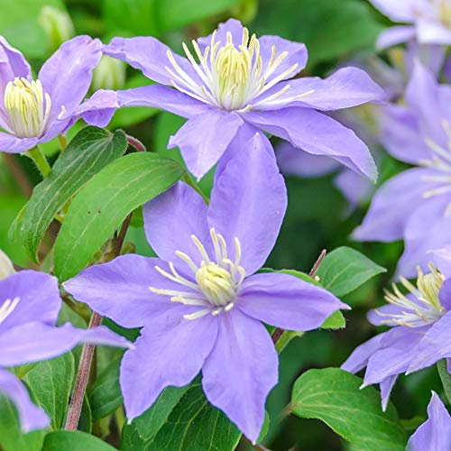 Clematis Justa Deciduous Blue Flowering Climbing Vine Shrub