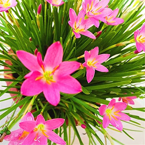 Pioggia Giglio Bulbi Organici Freschi Bouquet Vitalità Rilascio Autunno Parco Decorazione-10:Grani