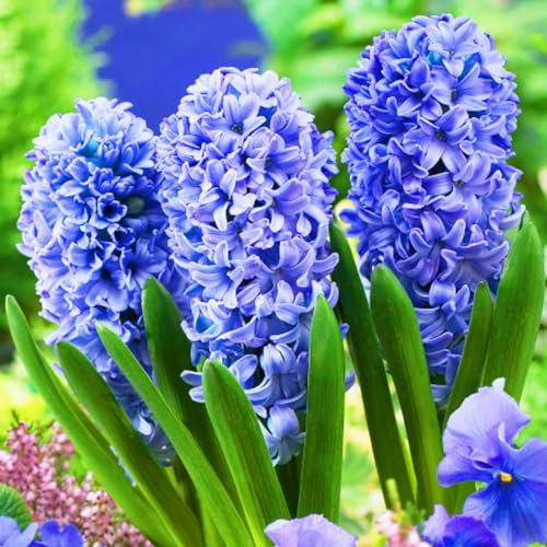 Hyazinthenzwiebel-Winterhart MehrjäHrig,HyazinthenblüTen,Hyazinthen Zwiebeln,Traubenhyazinthen,Hyazinthen Rhizome,Bonsai Pflanze,Schnittblumen-5zwiebeln-e