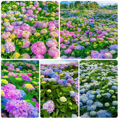 semi di ortensia resistenti, rampicante, aiuola rialzata da giardino, 35pcs