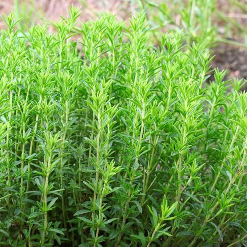 semillas de ajedrea orgánicas, cobertura del suelo, raras resistentes 500pcs