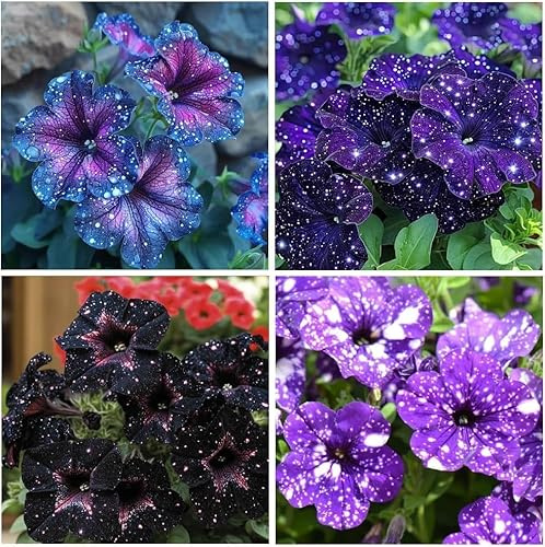 Más de 500 petunias Night Sky de colores variados, variedad tradicional Dwarf Wave, sin OMG, con un exclusivo diseño galáctico, perfectas para el jardín