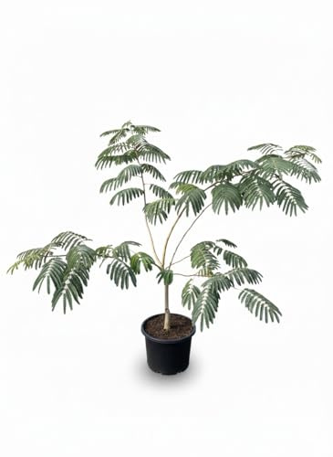 Sunny Tree Albizia Ombrella - Árbol de sombra persa, altura 120 cm, maceta de 10 litros, árbol decorativo