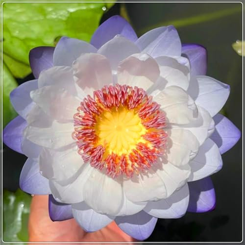 Nenúfar flotante de fácil cultivo, ideal para decoración de jardines, acuarios y peceras-100bulbos-B