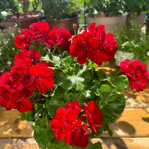 semillas de geranio Decoración de jardín para exteriores, alfombra, geranios pelargonios colgantes de cortadas resistentes al aire libre 25pcs