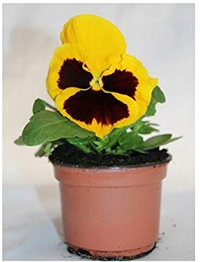 Pensamiento (maceta 10,5cm) (Amarillo)