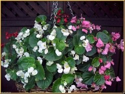 Fiori, Cera Begonia- Bianchi (Begonia Semperflorens) anual Fiori-300 Semi