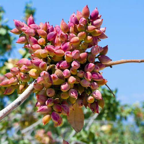 Semillas de pistacho, de balcón Pistacia vera, semillas de jardín variedades antiguas comprar 30pcs