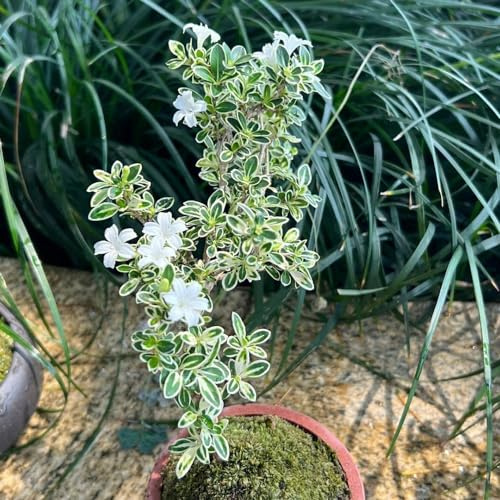 Semillas de serissa de jardín perennes silvestres Serissa foetida - reverdecimiento tejados jardín interior en extremadamente resistentes semillas 150pcs