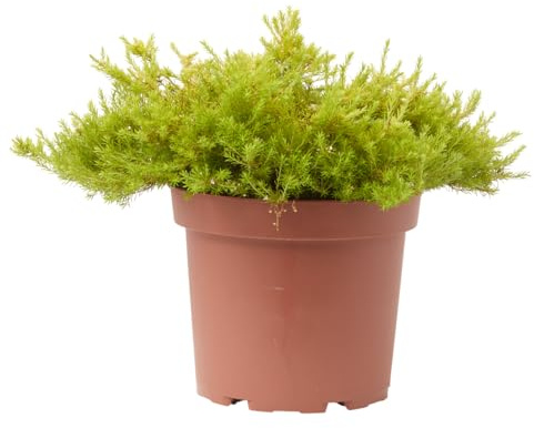 Verdecora Diosma en maceta de 10L | Coleonema pulchellum | Arbusto Aromático de Exterior con Follaje Fino y Flores Rosadas | Ideal para Bordes, Jardines y Macetas