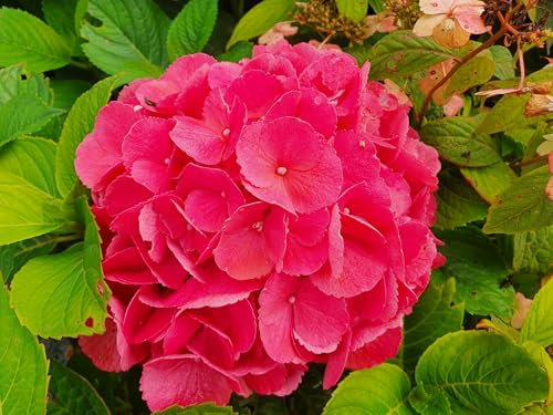 Bauernhortensie Red Baron - Hydrangea macrophylla Red Baron - 30-40cm