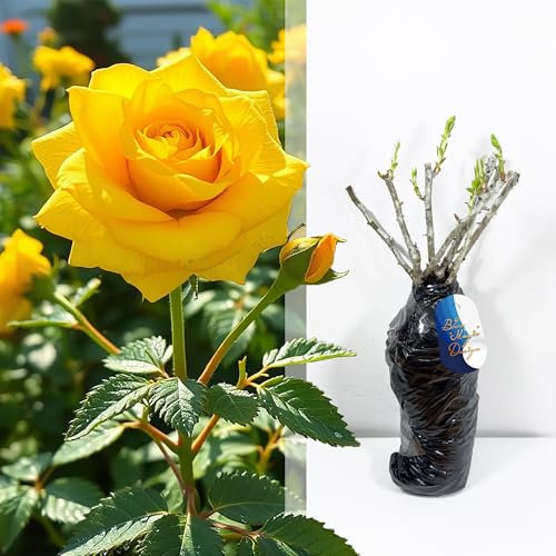 Rosier jaune à racines nues rustiques « Sunshine Lady » - Fleurs parfumées pour haies de jardin, treillis, allées et arbustes à fleurs