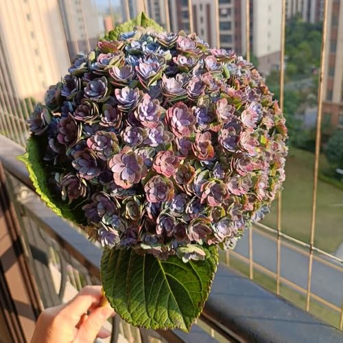 semillas resistentes de hortensia, trepadoras silvestres, perennes, parterres elevados de jardín 450pcs