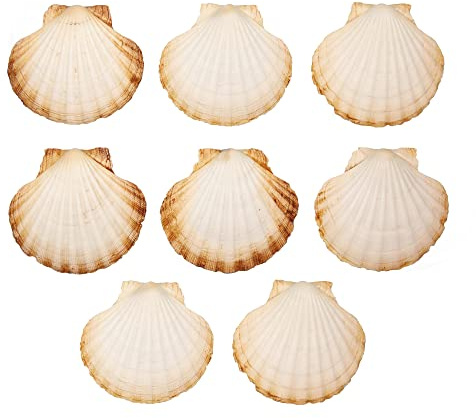 Finoly Conchas de Vieira Natural Grandes Pack 4/8/12/16 Unidades 10 x 11 cm para Cocina Decoración | Conchas de Vieiras Grandes Manualidades Artesanía DIY (8)