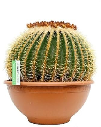Echinocactus grusonii el Cactus Natural Perfecto para tu Hogar