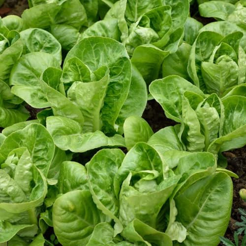 PREMIER SEEDS DIRECT - Seed Tape Lettuce Little Gem - 6M (3X2M) - Approx 600 Seeds