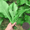 Benoon Pakchoi Seeds, 1 Bolsa Pakchoi Seeds Fresh Good Taste Seeds Semillas De Hortalizas Para Jardín Semillas de Pak Choi
