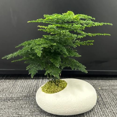 Asparagus Fern Samen, Zierspargel, zimmerbonsai bonsai Asparagus Setaceus, alte sorten saatgut stauden winterhart mehrjährig bonsai samen indoor winterfeste pflanzen für balkon 50pcs
