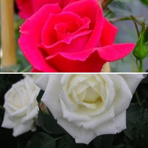 2 x Rose Rampicanti: White New Dawn (Bianco) + New Dawn Rouge (Rosso), Perenni, Profumate e Resistenti | Rifiorenti - Rose rampicanti