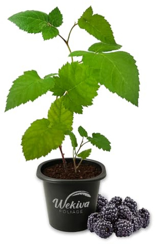 Ouachita BlackBerry Plant - 1 Live Starter Plant - Rubus - Edible Fruit Bearing Bush for Patio and Garden