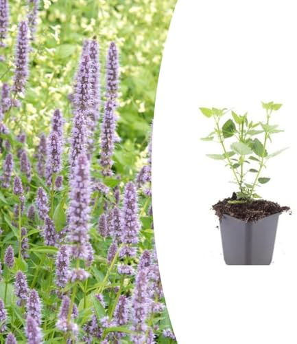 Agastache 'Blue Fortune' | 24 pezzi - 10-25cm - Ø9cm - Pianta da giardino