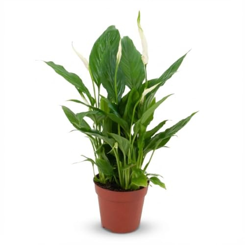 Scheidenblatt Spathiphyllum Einblatt – Ø12cm – Höhe 35–40cm – Luftreinigende Zimmerpflanze mit weißen Blüten – Pflegeleichte Grünpflanze für Wohnraum & Büro