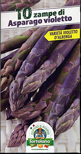ASPARAGO DA TRAPIANTARE DI PRIMA SCELTA VIOLETTO VARIETA' D'ALBENGA IN MAZZETTO 10 ZAMPE