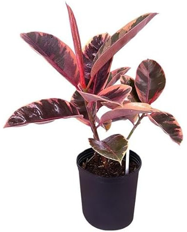 Ficus Rosa Natural Brinda Vida y Estilo con el Ficus Ruby